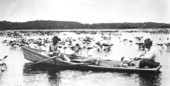 Alligator hunters in a boat with an alligator