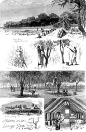 Sketches in an orange grove by E. A. Abbey - Citrus County, Florida