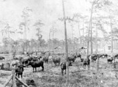 First barbed wire fencing in Osceola County - Kissimmee, Florida