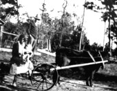 Midwife and small child riding an ox drawn wagon