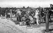 Grape harvesting at Montverde