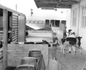 Air transportation of cattle by Pan Am.