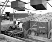 Unloading of Florida fruit at a concentrate plant