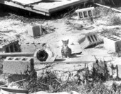 Cat in middle of debris from Hurricane Donna - Marathon, Florida