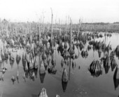 View of Dead Lakes