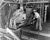 Workers inside tung oil factory - Tallahassee, Florida