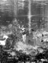 Underwater Christmas at Rainbow Springs - Rainbow Springs, Florida.