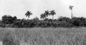 Everglades and hammock