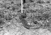 Rattlesnake being rounded up in Tallahassee.