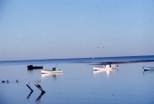 Oyster boats in Florida.