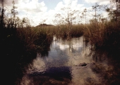 View showing an alligator in the Florida Everglades.