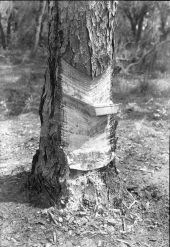 Pine showing cut for turpentine, near Fort Meade :