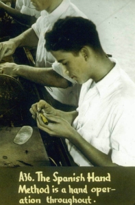 Close-up of a cigar worker rolling a cigar by hand.