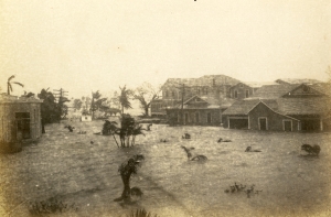 A flooded road and partially submerged buildings and trees in Everglades City during a hurricane.