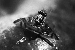 Mediterranean fruit fly.