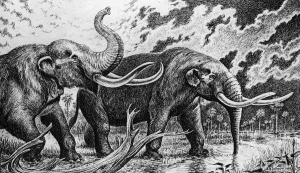 Drawing of two mastodons walking through a marshy landscape.