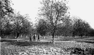 Three men standing in a citrus grove after the Great Freeze.